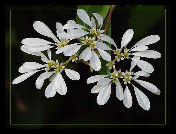 Euphorbia leucocephala/ © Tatiana Gerus/ Wikipedia