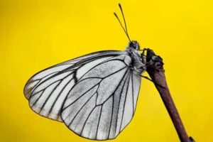 Aporia crataegi © Butterfly Conservation
