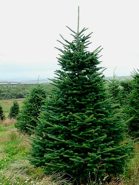 Abies nordmanniana © Verde Commerce