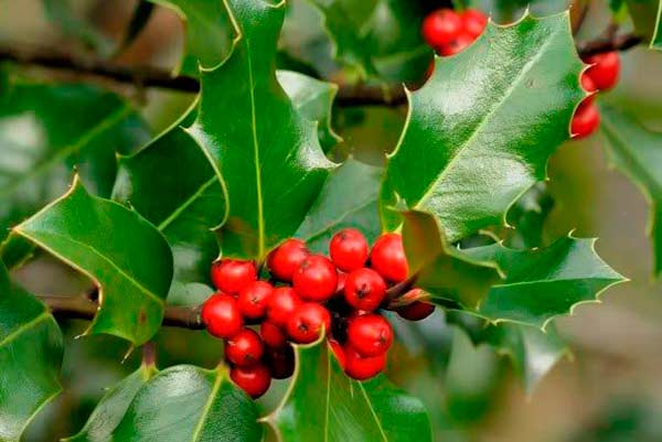 Azevinho (Ilex aquifolium) ©SafariGarden