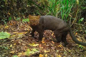 Yaguarundí (Puma yagouaroundi). Foto: © Sernanp