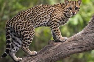 gato-maracajá (Leopardus wiedii) © Divulgação/Facebook