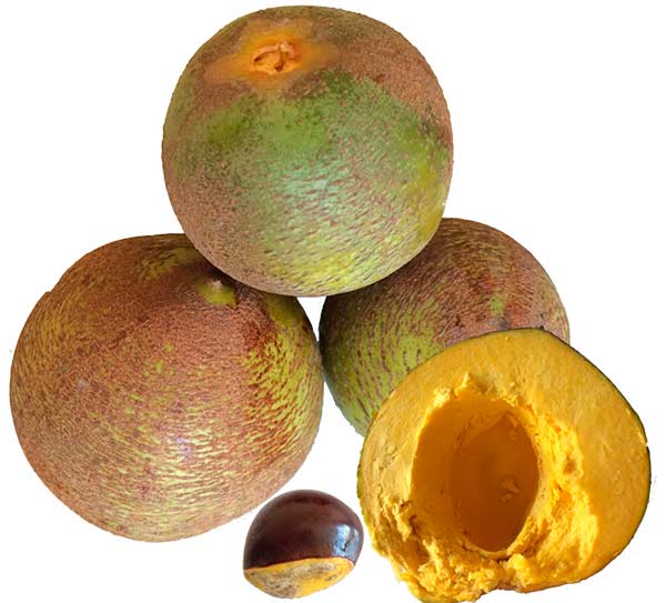 Lúcuma (Pouteria lucuma) ©OtterAM/Wikipedia