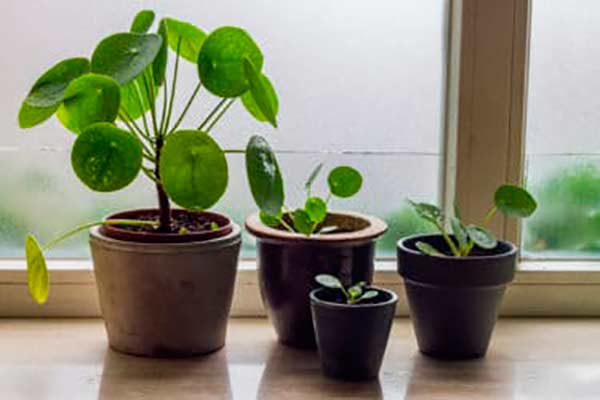 Pilea peperomioides ©Tutto Green