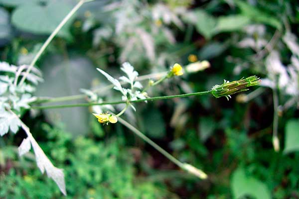 Bidens pilosa - Picão-preto © Shizhao /Wikipedia