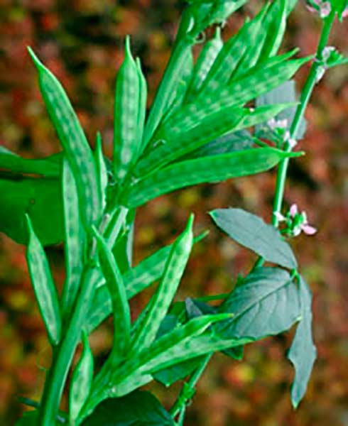 Conjunto de feijão de guar Cyamopsis tetragonoloba ©Wikipedia