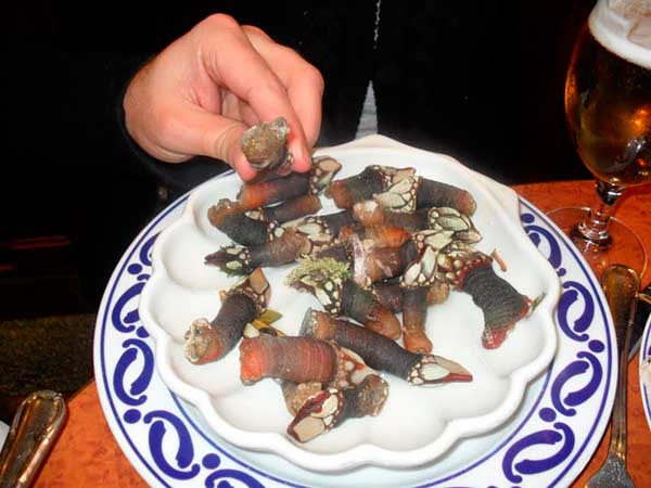 Percebes ou dedos de Lúcifer iguaria no prato ©Wikipedia