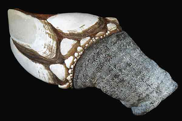 Percebes ou dedo de Lúcifer - detalhe © Wikipedia