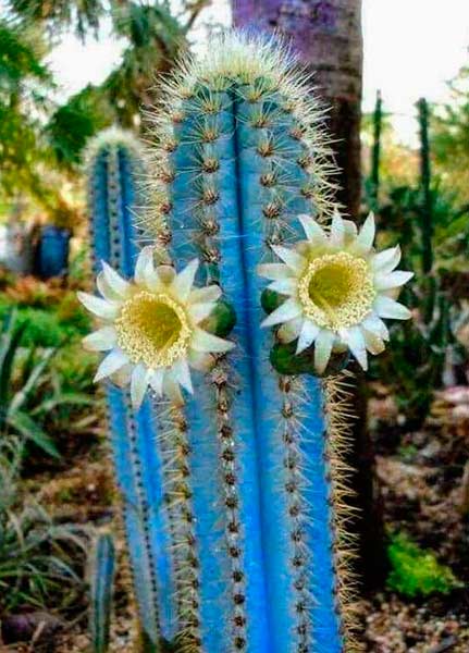 Cacto Azul ou Mandacaru Azul Florido © Divulgação @Viviifernande/Twitter