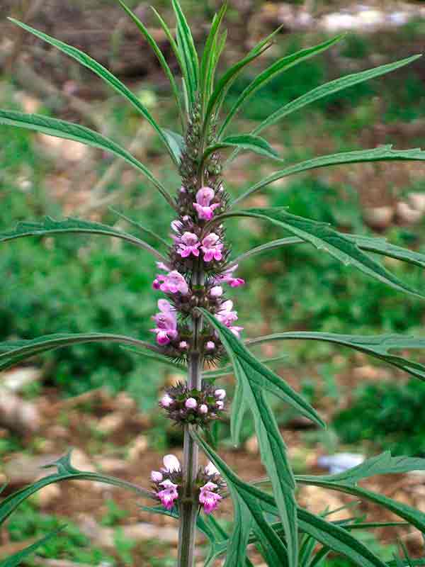 ©Tauʻolunga - Wikipedia