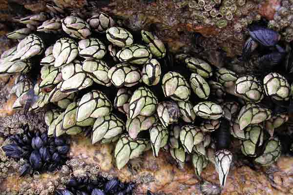 Percebes, ou dedos de Lúcifer, sobre um rochedo © Wikipedia