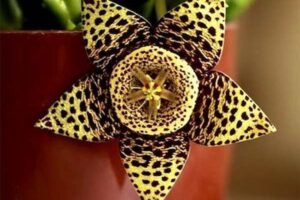 Planta-estrela Orbea variegata © SassiGarden