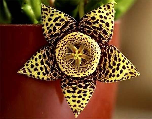Planta-estrela Orbea variegata © SassiGarden