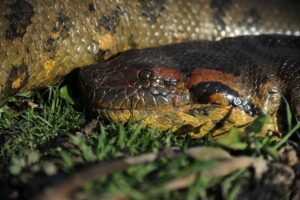 Eunectes akayima ©UNIVERSITY OF QUEENSLAND