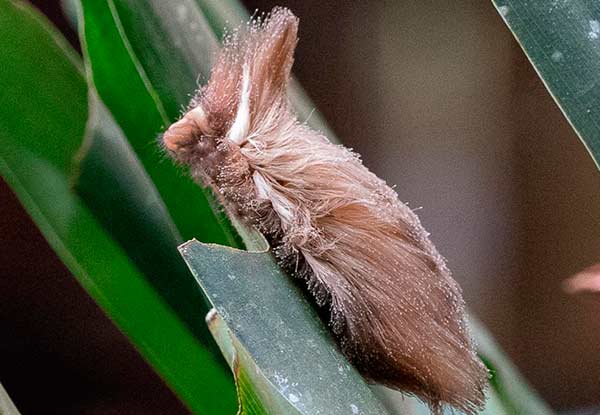 Lagarta-cachorrinho - Podalia orsilochus © George Strozberg/Biofaces