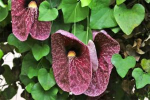 papo-de-peru Aristolochia gigantea © Flores e Folhagens