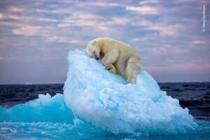 Ice Bed © NHM