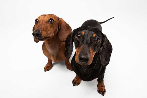 Dachshunds © Freepik