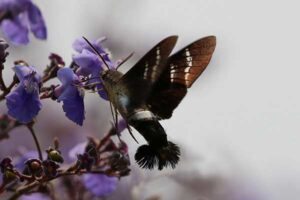 Mariposa beija-flor