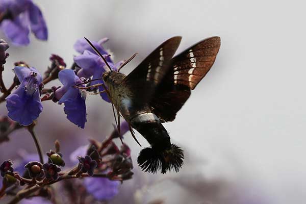 Mariposa beija-flor 