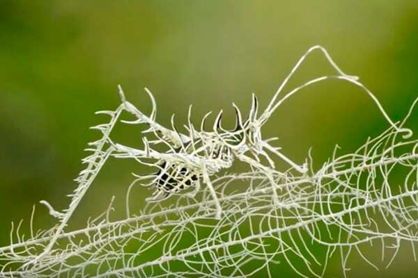 Markia Hystrix ©David Weiller