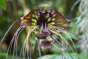 Um exemplar de flor-morcego (Tacca Chantrieri © geoff mckay /Wikipedia