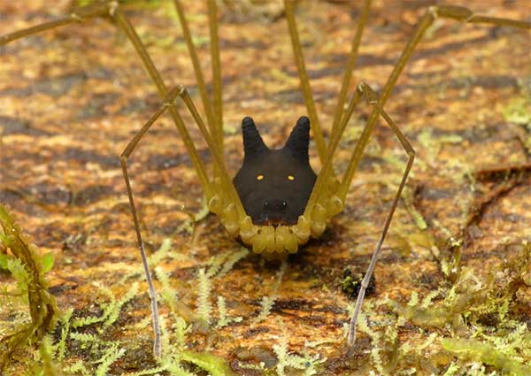 Aranha com cara de cachorro - Metagryne bicolumnata © Andreas Kay/Flickr