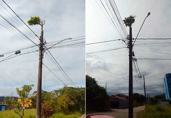 Árvore cresce em poste ©Divulgação/G1