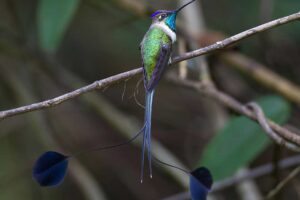 A beleza excepcional do Beija-flor-maravilhoso - Loddigesia mirabilis © ebird.org