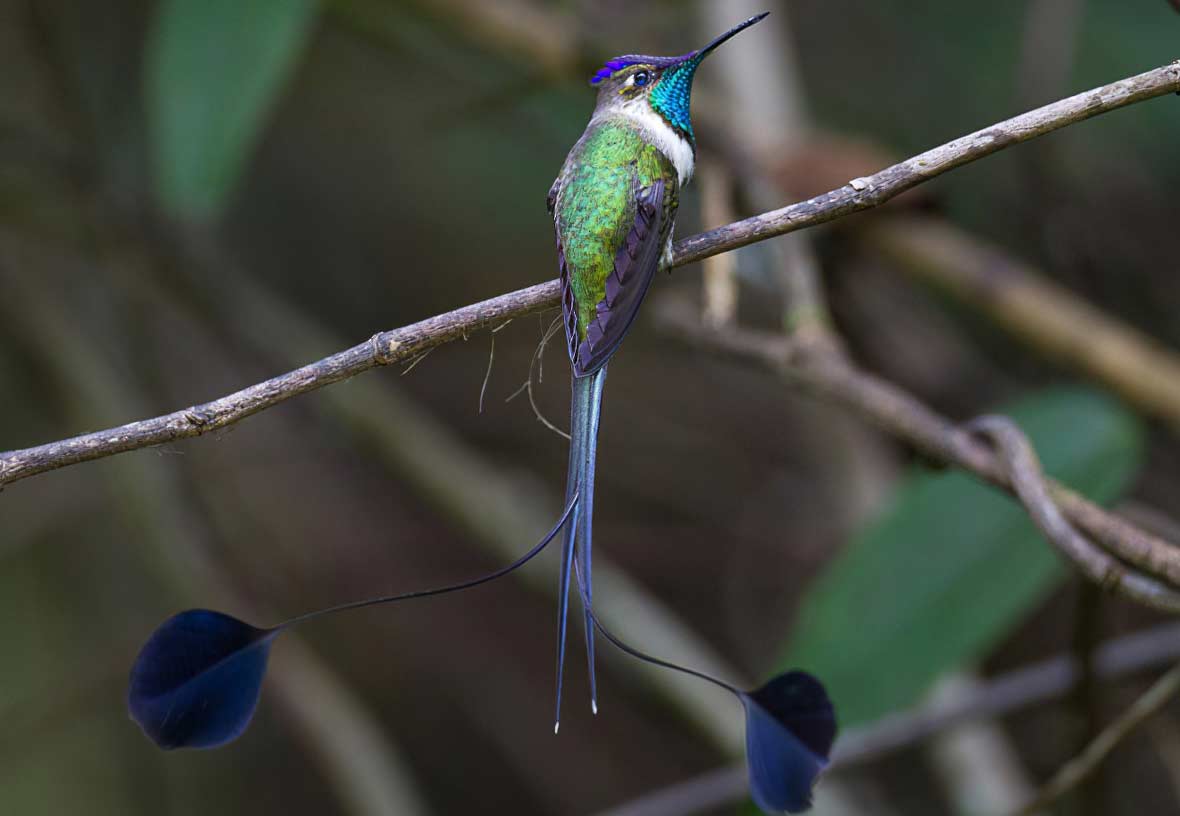 A beleza excepcional do Beija-flor-maravilhoso - Loddigesia mirabilis © ebird.org