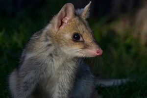 Quoll Oriental (Dasyurus viverrinus) © Charles J. Sharp /Wikipedia