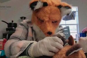 Veterinária veste-se de raposa para operar filhote ©WBNS 10TV