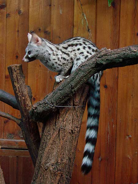 Gineta fotografada em um zoo © Guérin Nicolas / Wikipedia