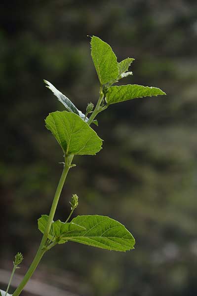 Psoralea corylifolia © Wikipedia