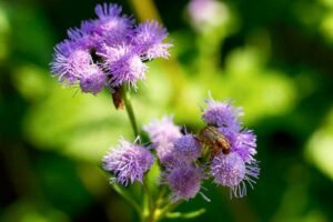 Ageratum © Wirestock/Freepik