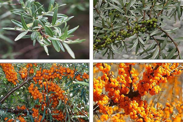 Espinheiro-marítimo (Hippophae rhamnoides) em diferentes períodos © Frontiers in Nutrition