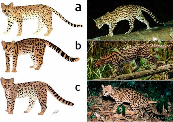 A: gato-do-mato-pequeno; B: gato-nebuloso (nova espécie); C: gato-pequeno-do-sul. Crédito: Scientific Reports