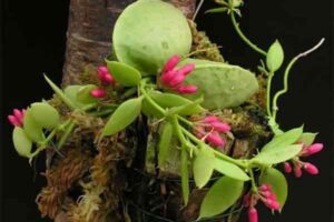 planta bolsa de canguru