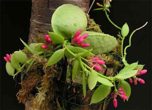 planta bolsa de canguru - Dischidia vidalli