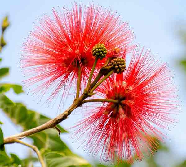 Caliandra, flores vermelhas em forma de pom-pons