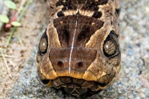 Lagarta-cobra (Eumorpha labruscae)