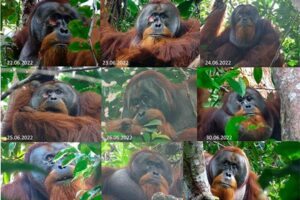 Processo de cura de ferida do orangotango