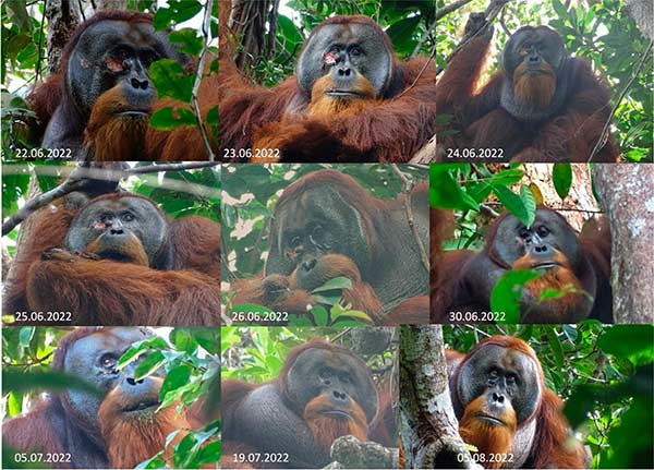Processo de cura de ferida do orangotango 