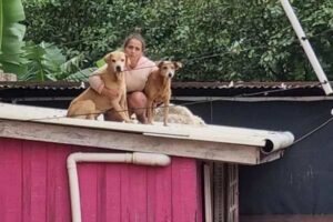 Sandra, a tutora que se negou a ser resgatada sem seus animais