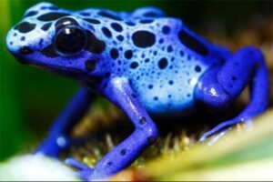 Sapo-boi-azul (Dendrobates azureus) © Brando Alms/ Getty Images / Reprodução FB