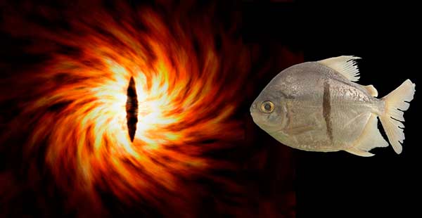 Myloplus sauron - Foto © M. H. Sabaj - Museu de História Natural de Londres